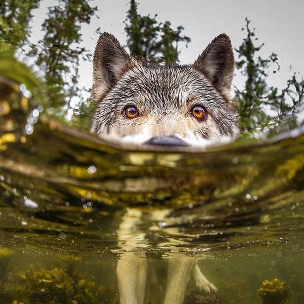 Meet your Posher, Kodi